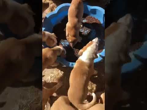Brando en vidéo 3
