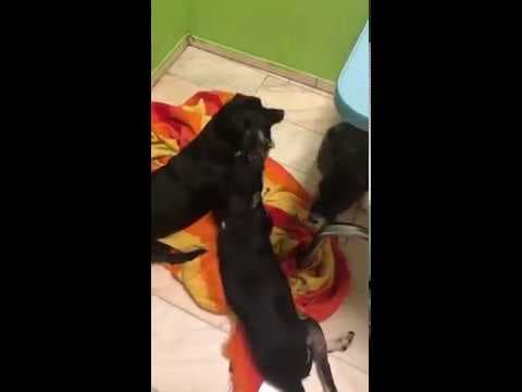 Lisette en vidéo 10