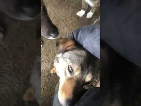 Mouchou en vidéo 1