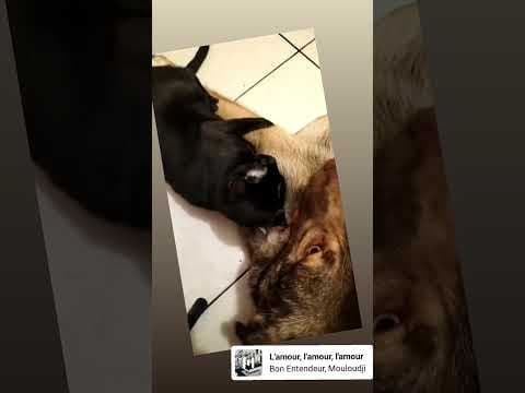 Tartuffe en vidéo 6