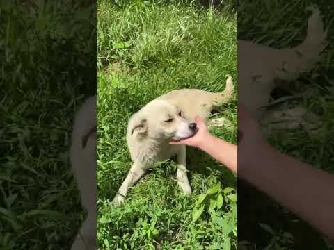 Crema en vidéo 1