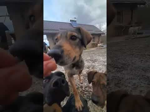 Karaba en vidéo 2
