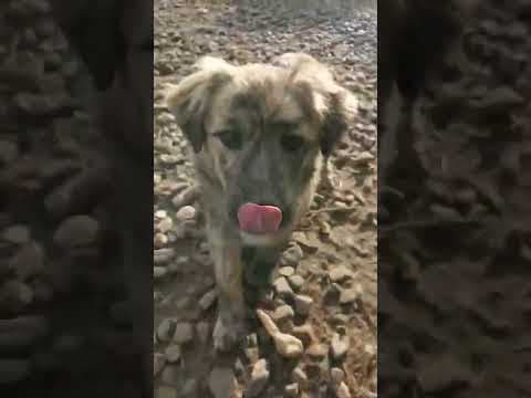 Louloute en vidéo 1