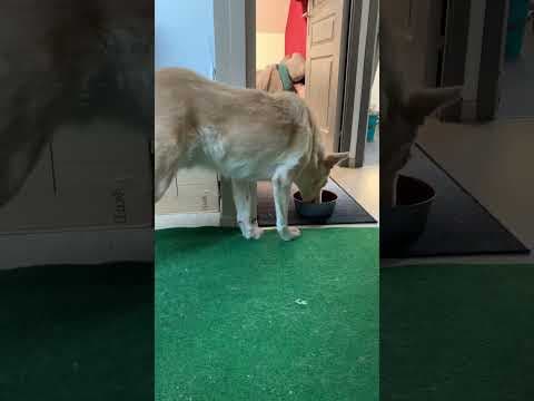 Drogon en vidéo 12