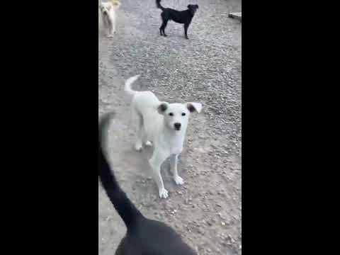 Evira en vidéo 1