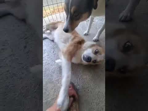 Bumper en vidéo 5