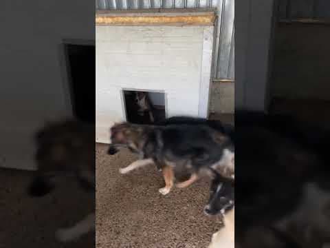 Litchee en vidéo 4