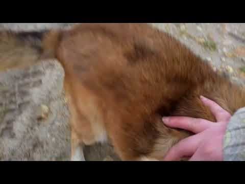 Tiger en vidéo 6