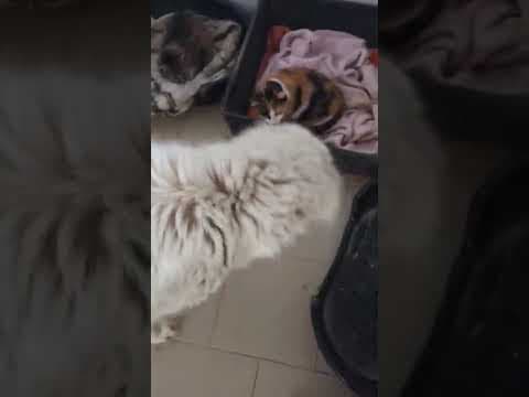 Cyrano en vidéo 6