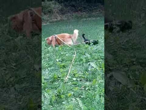 Colchique en vidéo 7