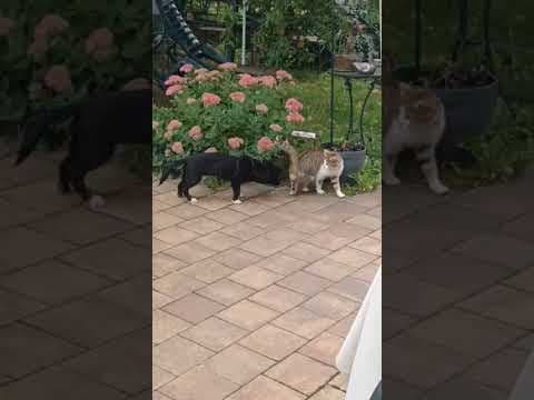 Toinette en vidéo 5