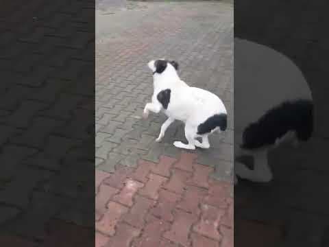 Obelix en vidéo 10