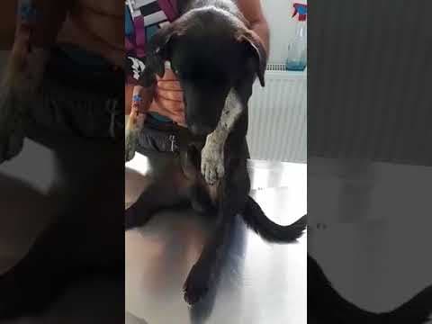Nougat en vidéo 1