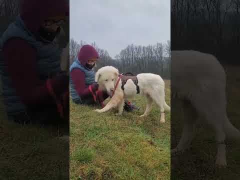 Cyrano en vidéo 1