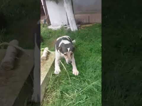 Darwin en vidéo 3