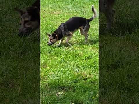 Lada en vidéo 4