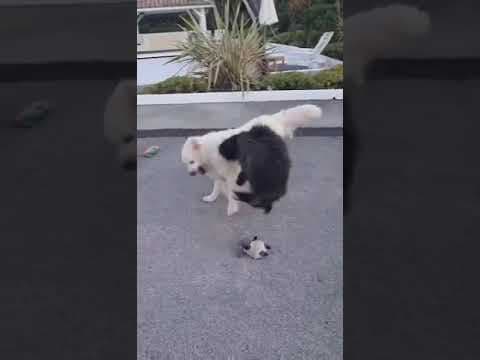 Mimi en vidéo 8
