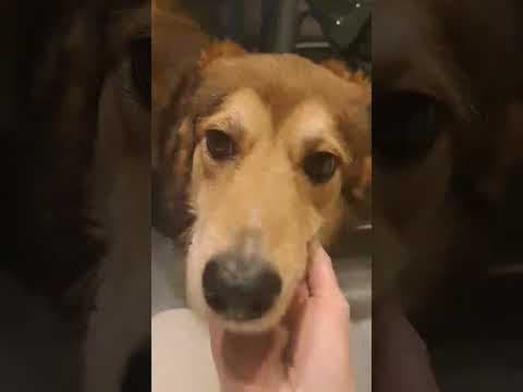 Clapa en vidéo 4