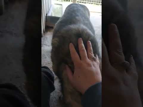 Guss en vidéo 10