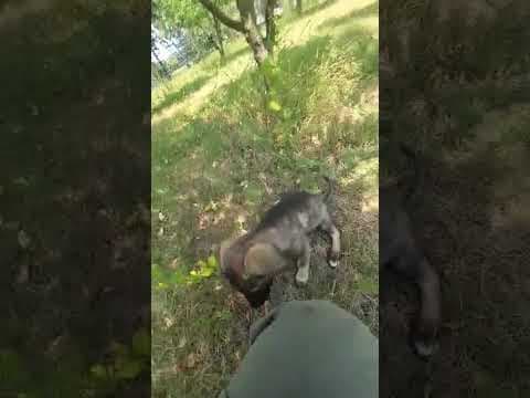 Tenor en vidéo 1
