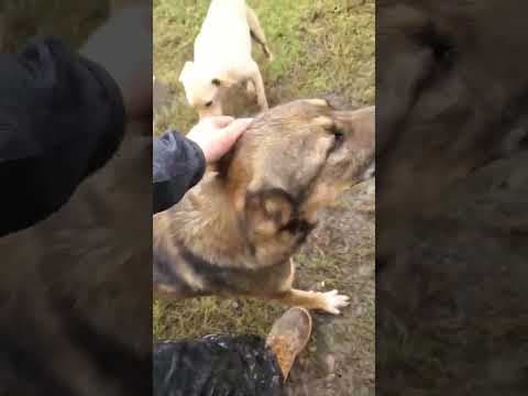 Stetson en vidéo 4