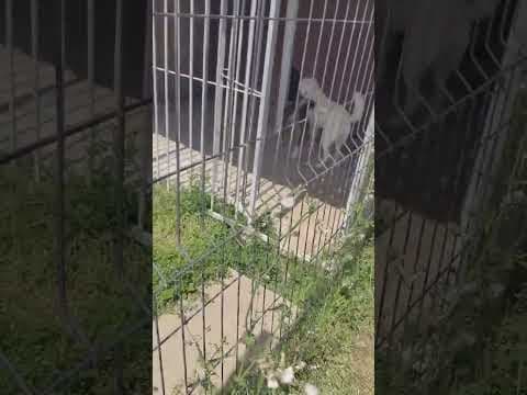Samba en vidéo 6