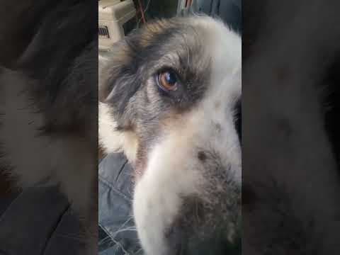 Baïkal en vidéo 5
