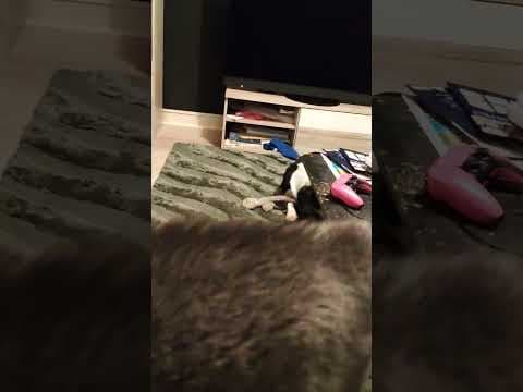 Copernica en vidéo 9