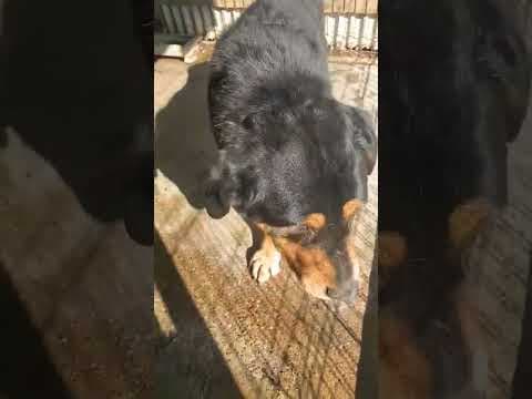 Attikus en vidéo 1