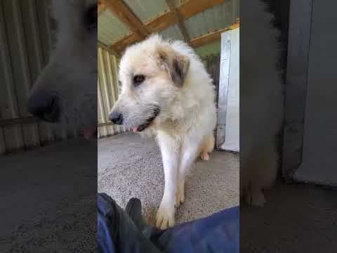 Hagrid en vidéo 2