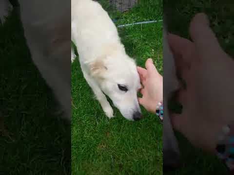 Sumi en vidéo 4