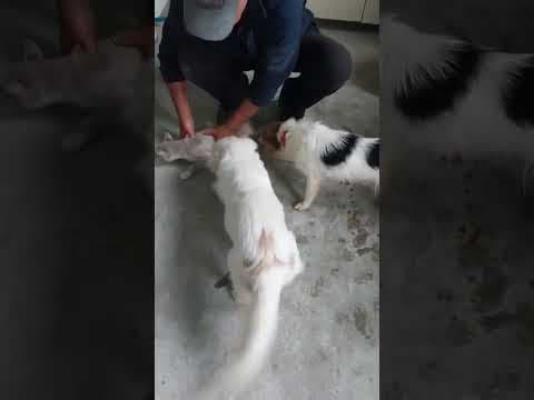 Pepsi en vidéo 2