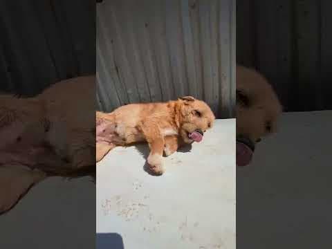 Ratcha en vidéo 1