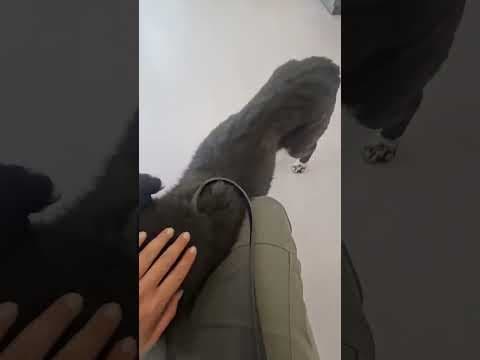 Grisette en vidéo 7
