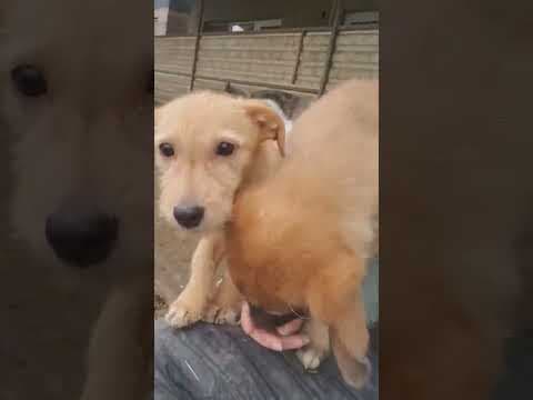 Shimi en vidéo 1