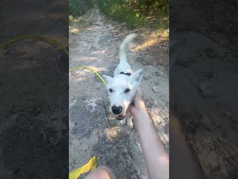 Geralt en vidéo 10