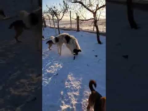 Burton en vidéo 3