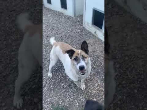 Morwen en vidéo 2