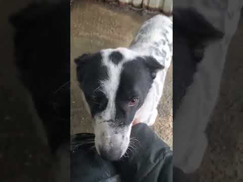Phoebus en vidéo 2