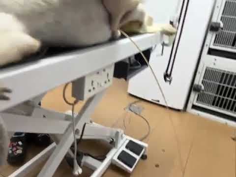 Darwin en vidéo 6
