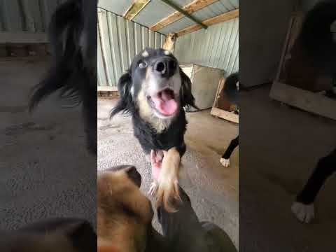 Shilow en vidéo 1