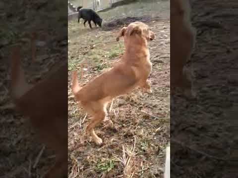 Hanani en vidéo 1