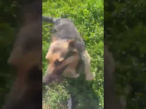 Maxi en vidéo 1
