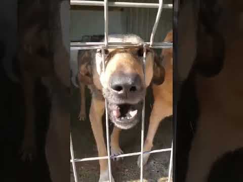 Ciacova en vidéo 4