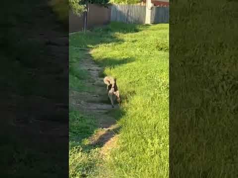Cocky en vidéo 3