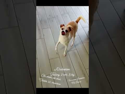 Feeling en vidéo 2