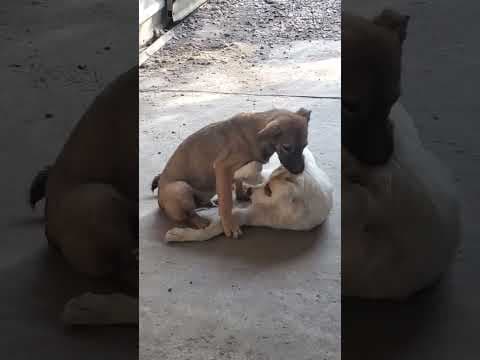 Yellow en vidéo 4