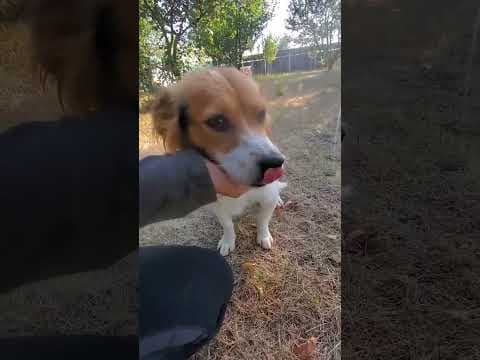 Lioo en vidéo 1