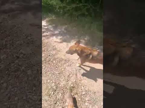 Ulysse en vidéo 3