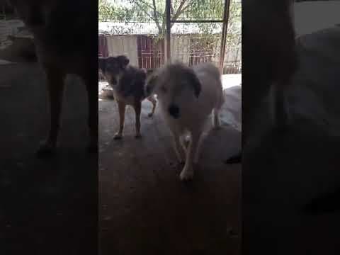 Hooper en vidéo 1